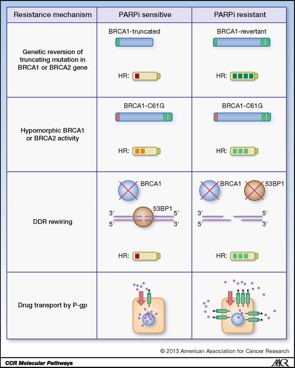 Model of action of cancer genes